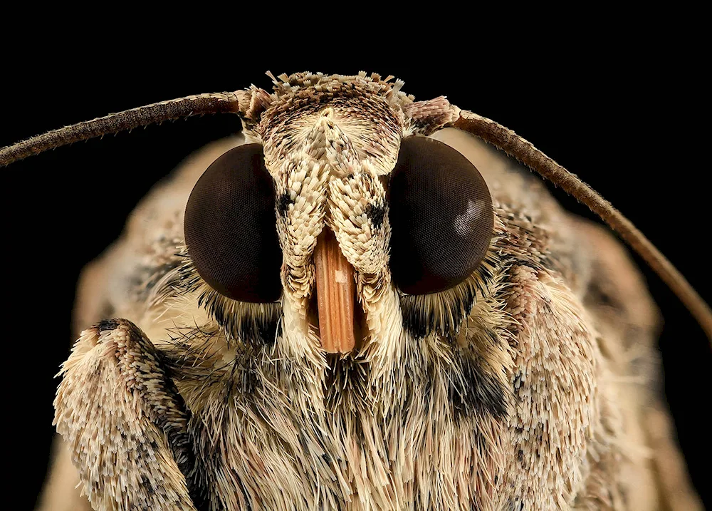 Venezuelan poodle moth