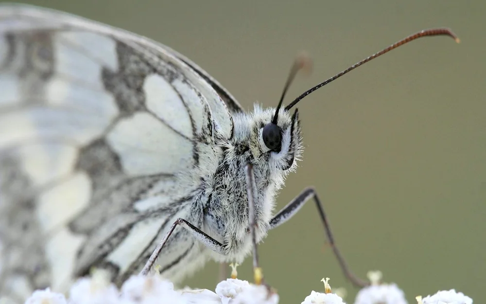 White silkworm moth