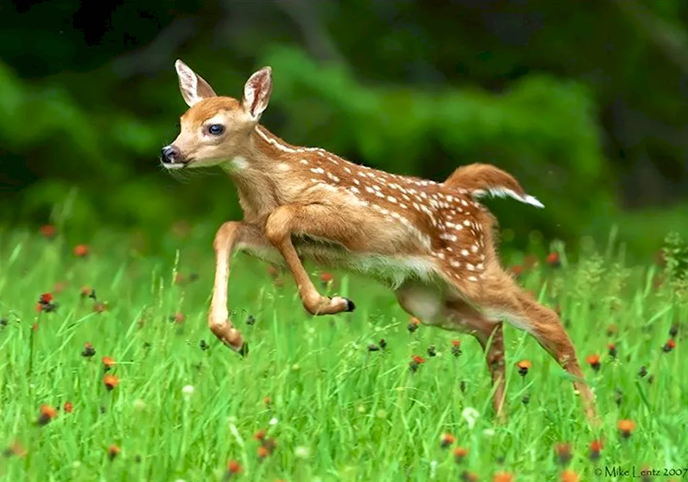 Spotted reindeer Reindeer fawns