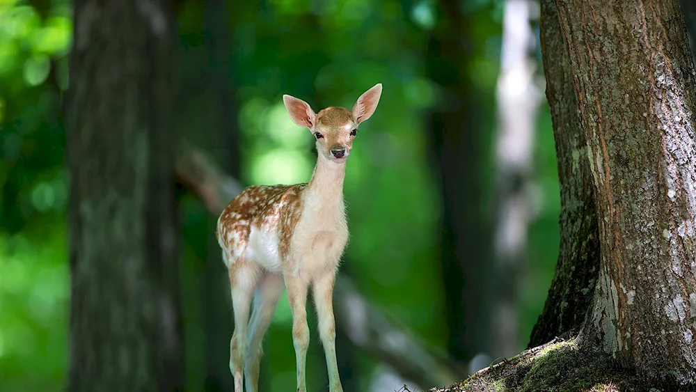 Smooth fawn