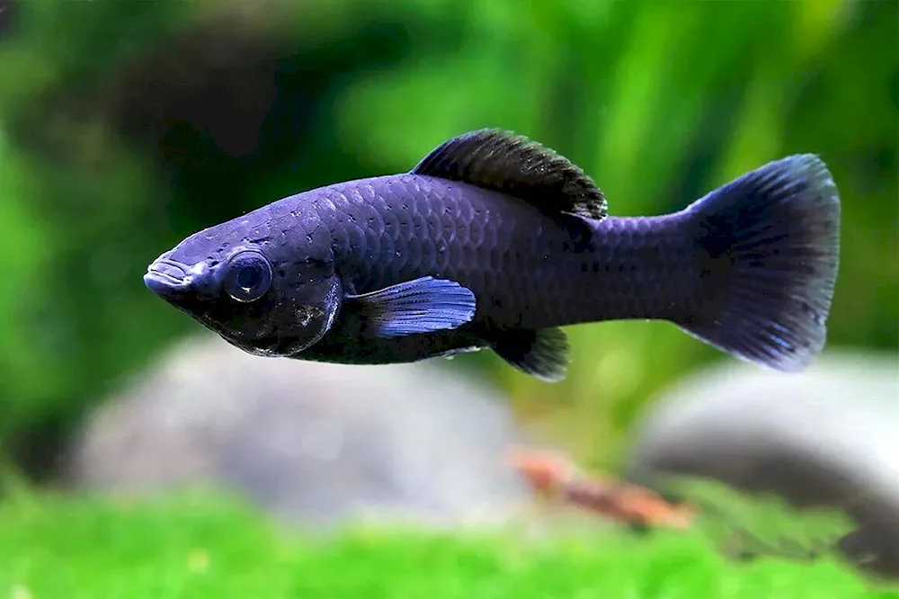 Black Mollynesia fish