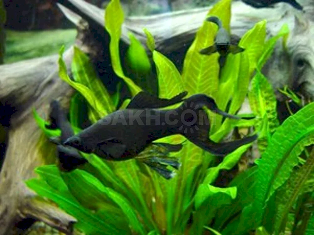 Mollinesia white aquarium fish