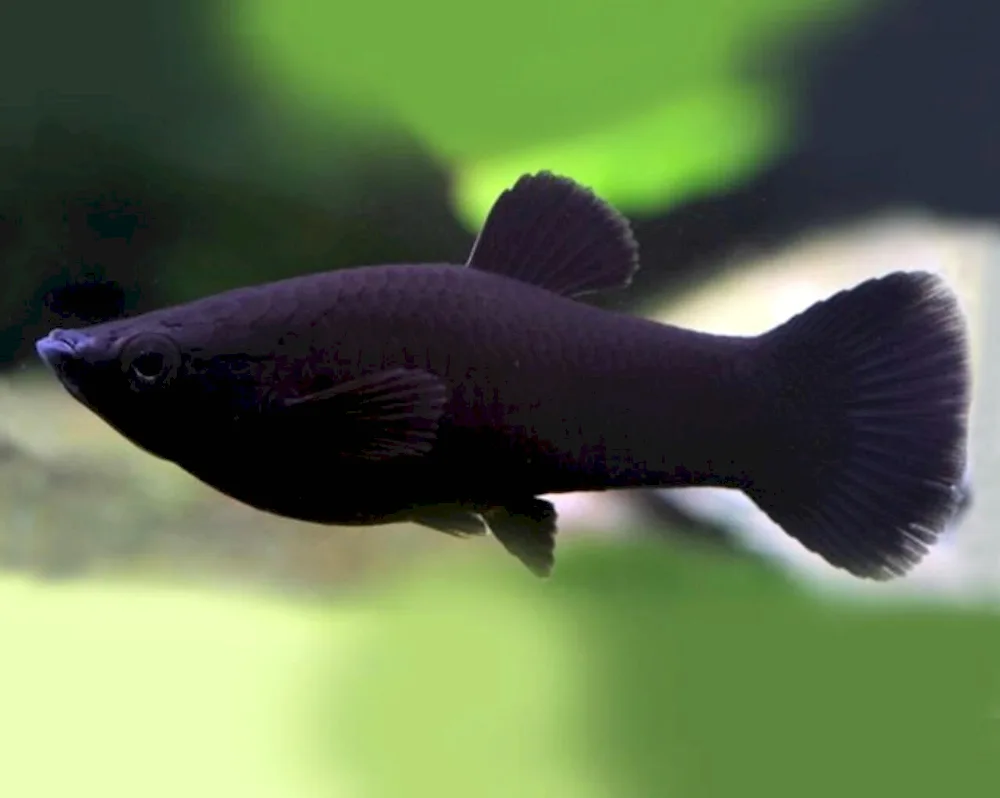 Aquarium fish Mollinesia black