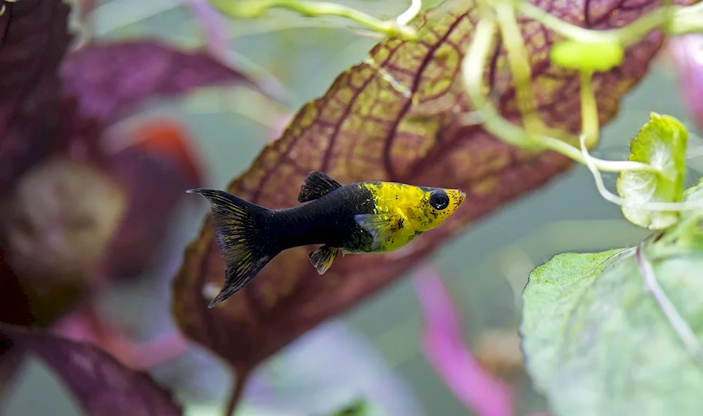 Black Molly Mollinesia