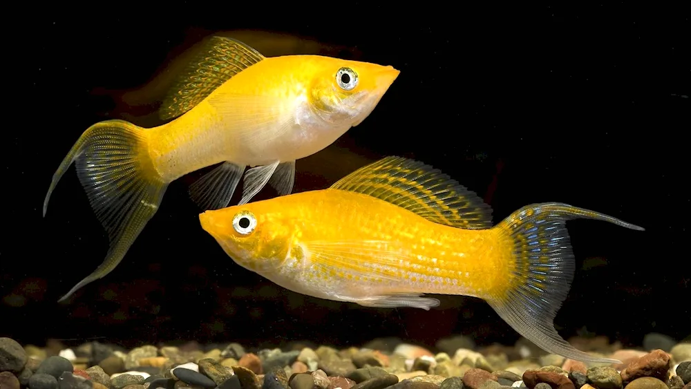 Mollinesia aquarium fish fish