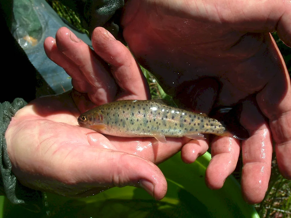 Rainbow trout fry