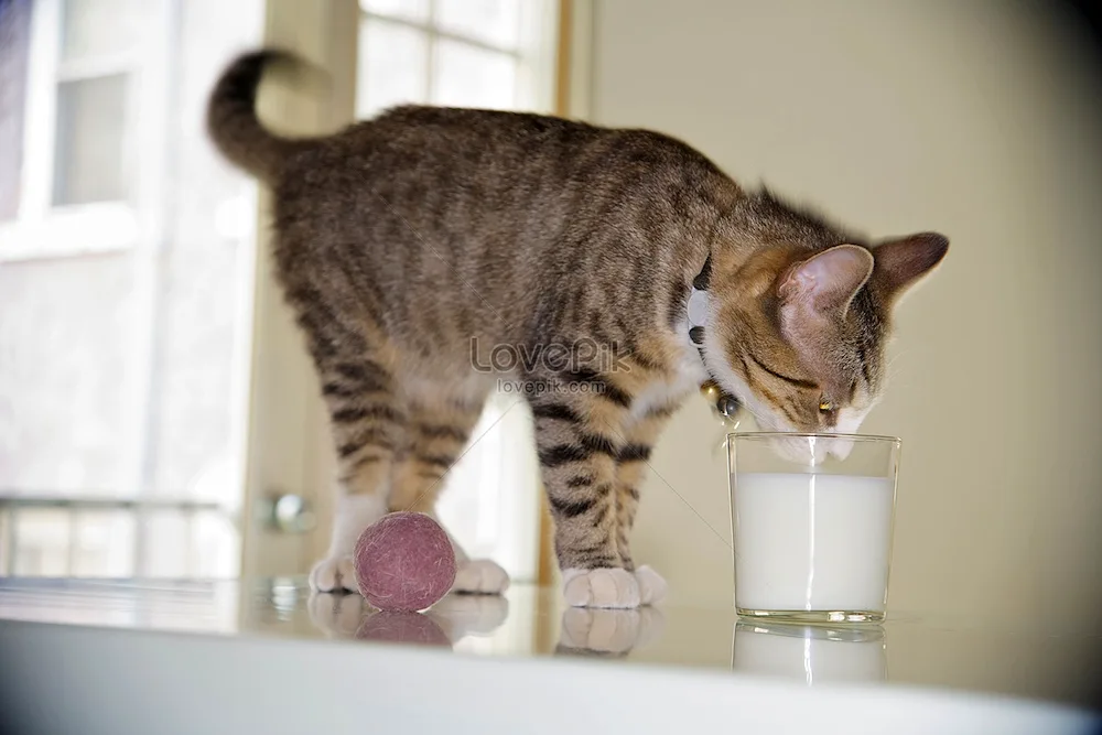 Kitten in a milk bottle