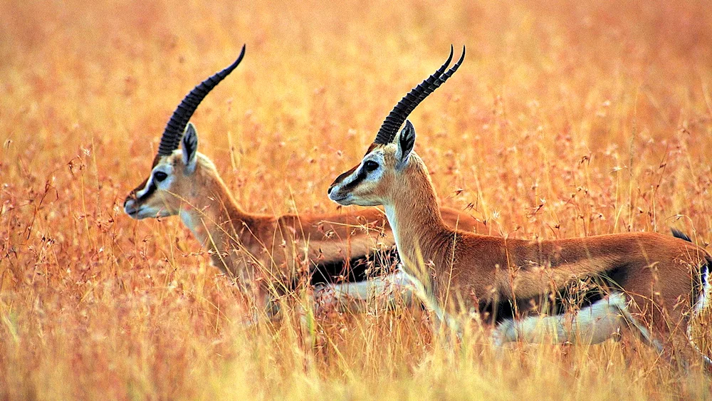 Antilope Jeyran