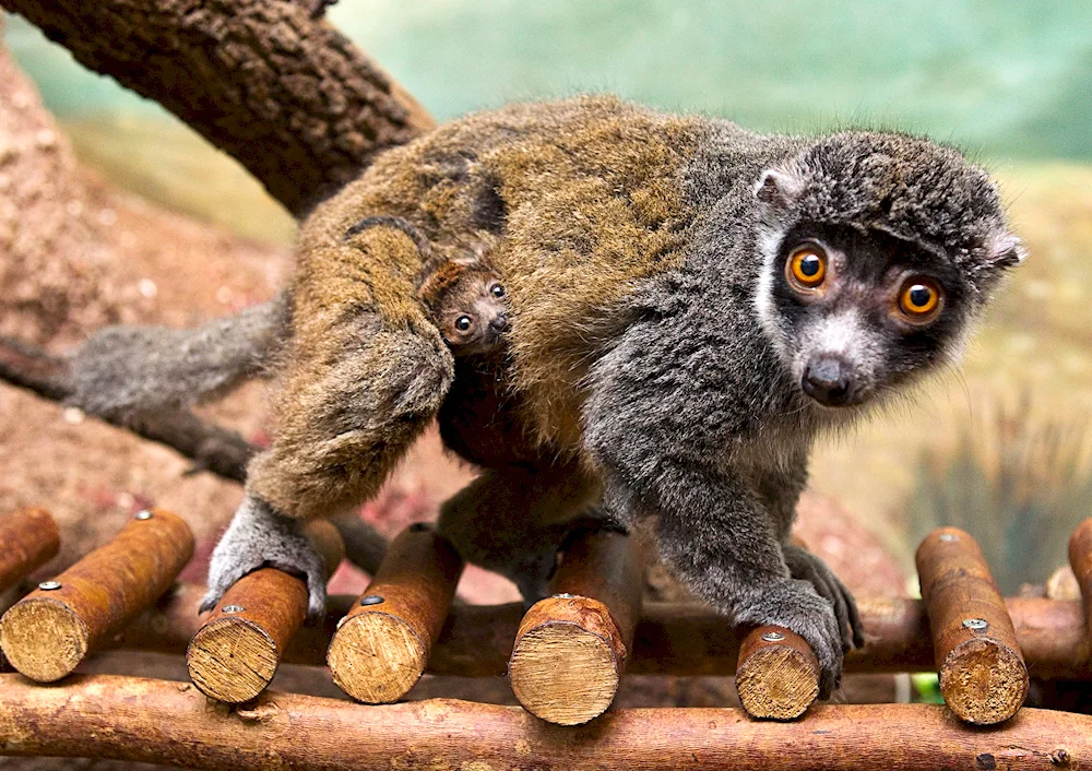 Funny animal
