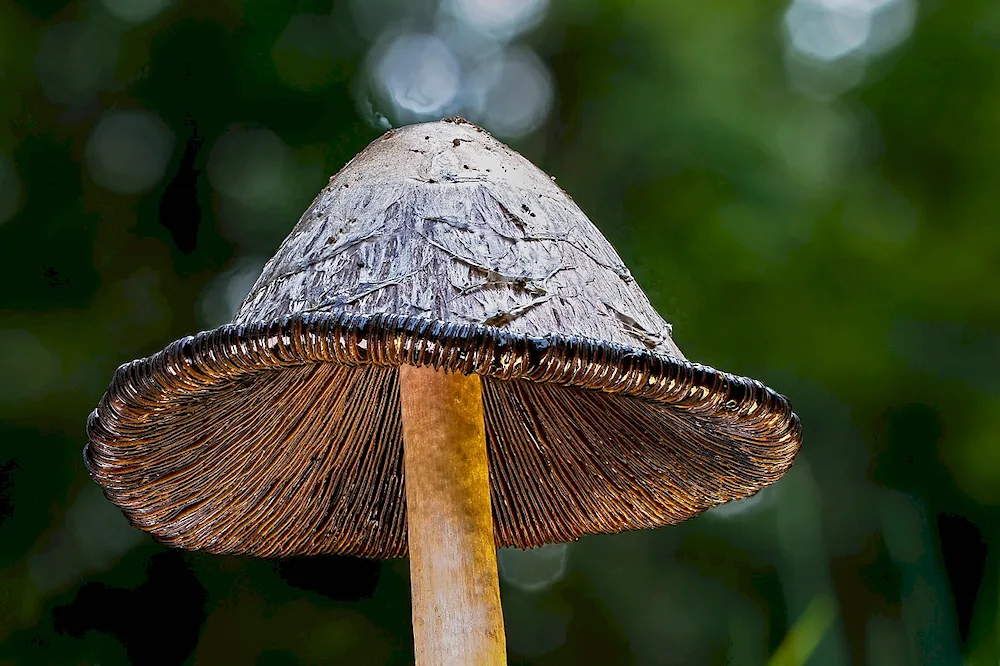 Monjukh mushroom
