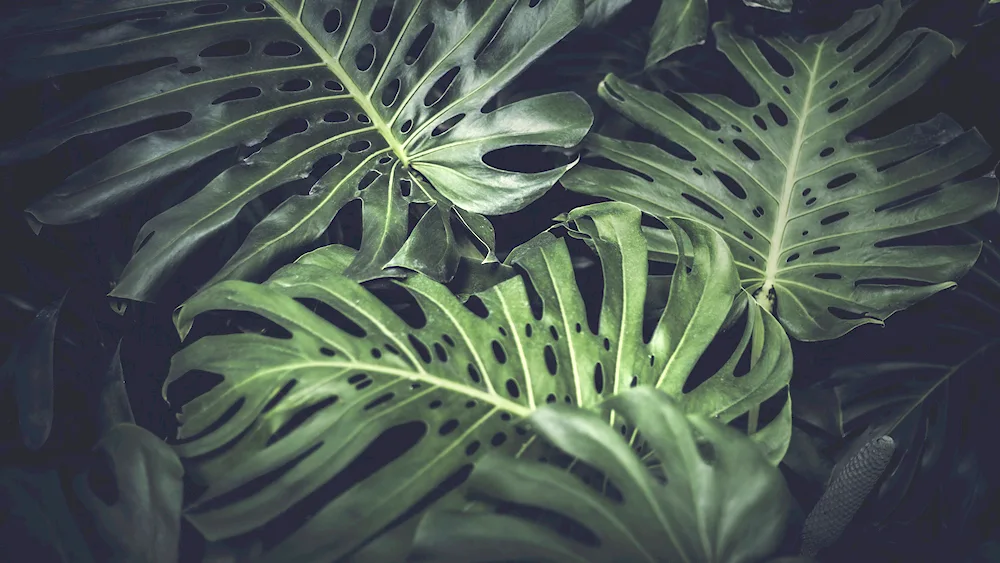 Monstera Delicosa