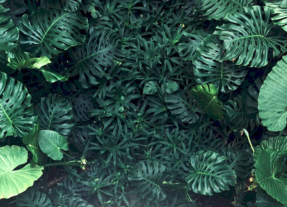 Monstera large-leaved