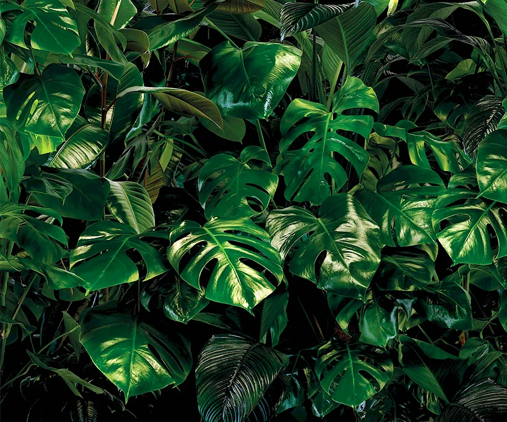 Monstera large-leaved