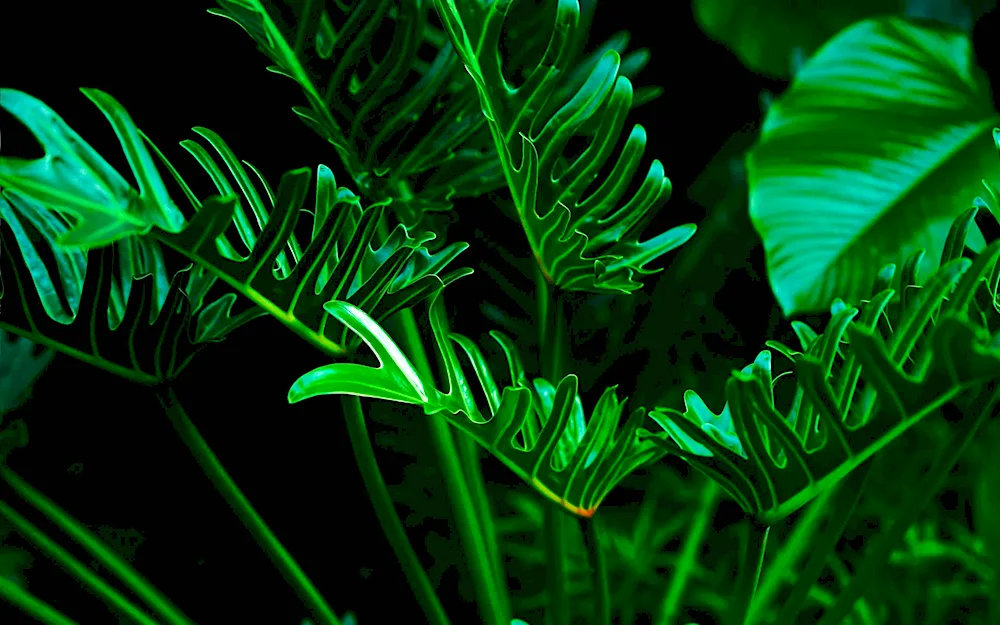 Monstera fern plant