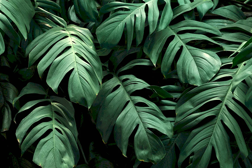 Monstera tenius