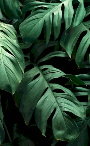 Monstera Tenius