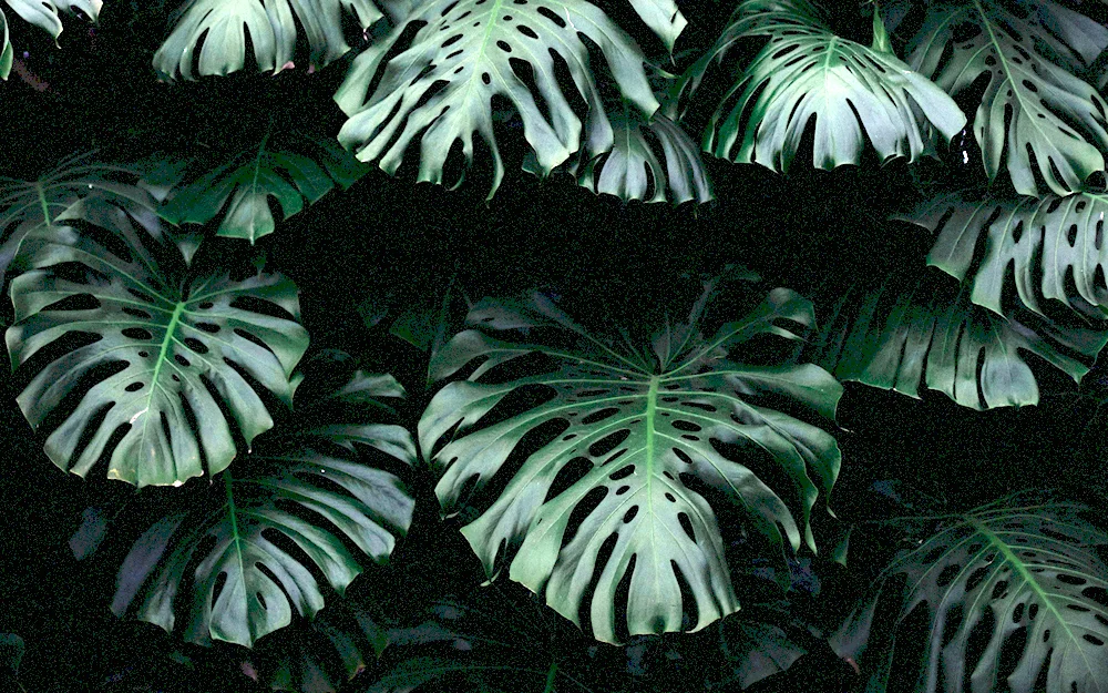 Monstera tenius