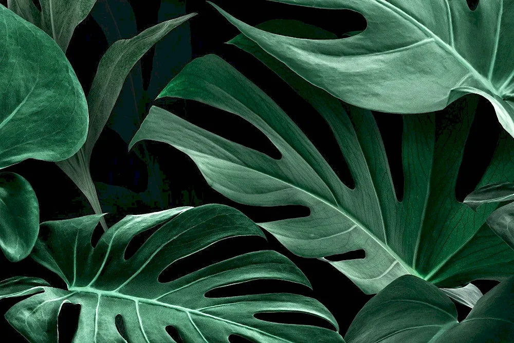 Monstera tenius