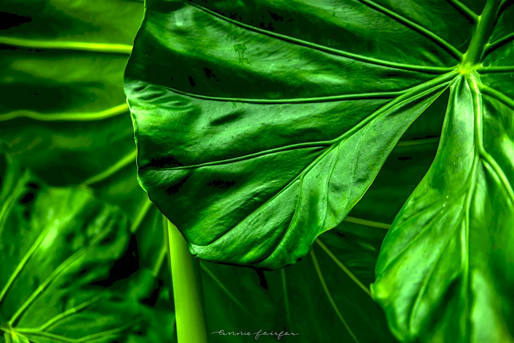 Monstera tenius