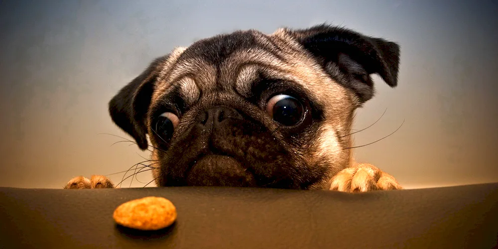 Mops