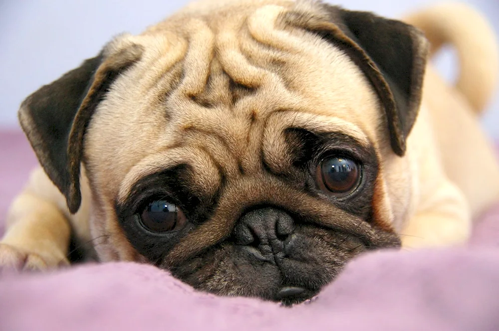 Pug dog breeds