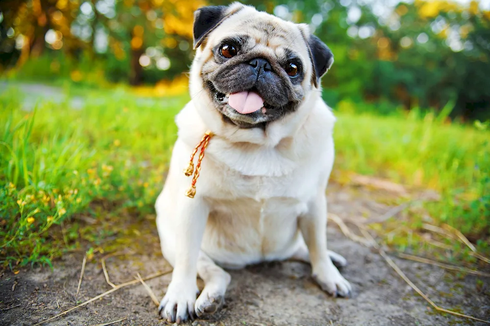 Pug dog breeds