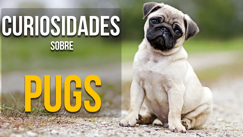 Pug dog breeds