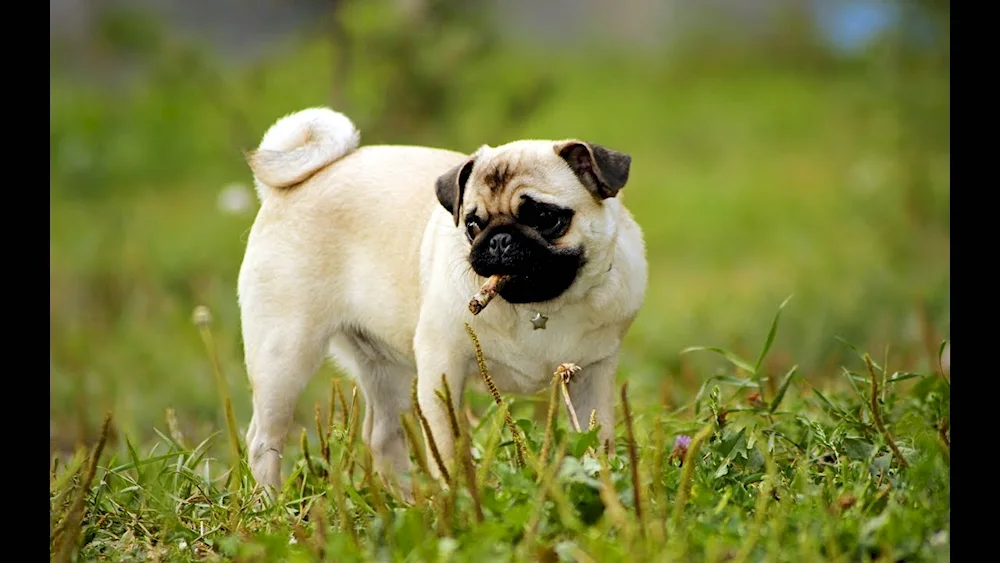 Pug breed