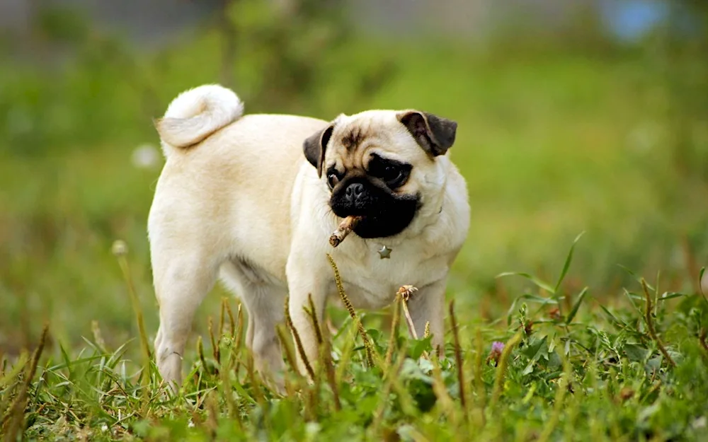 Dwarf Pug