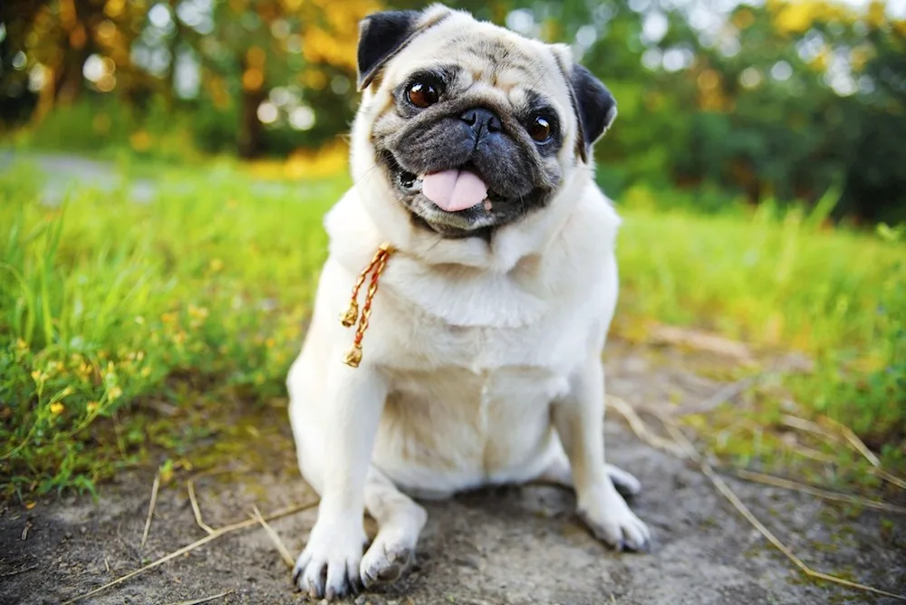 Albino Pug