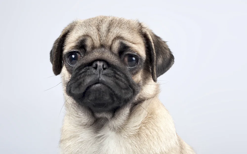 Pug dog