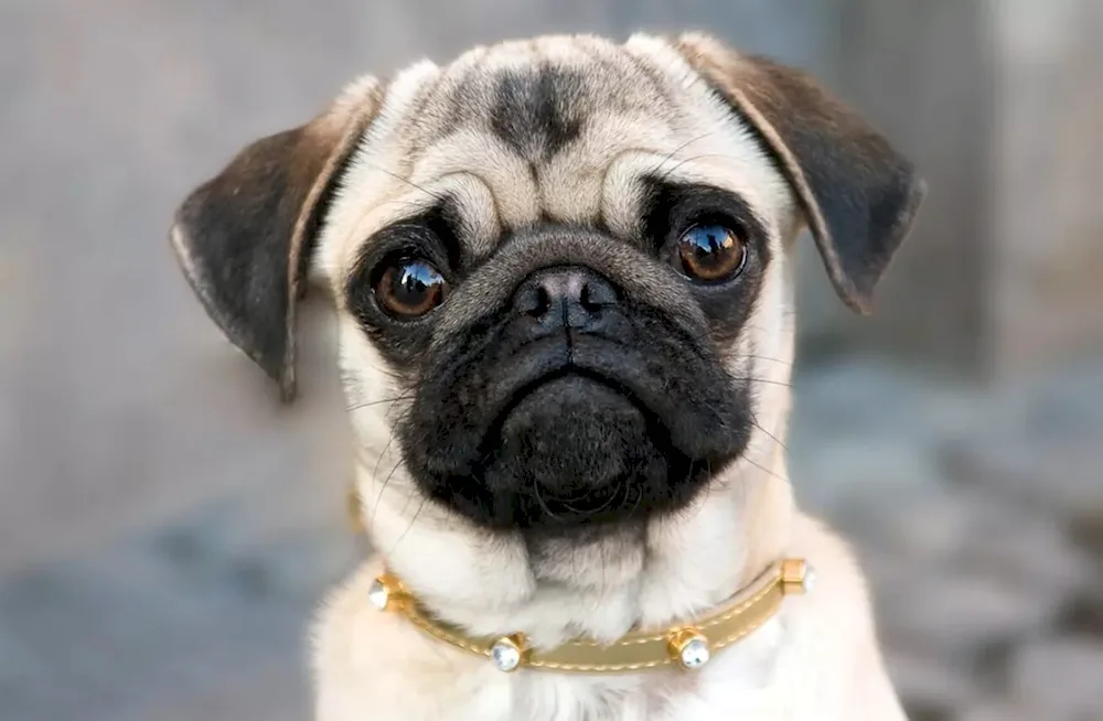 Pug dog breed