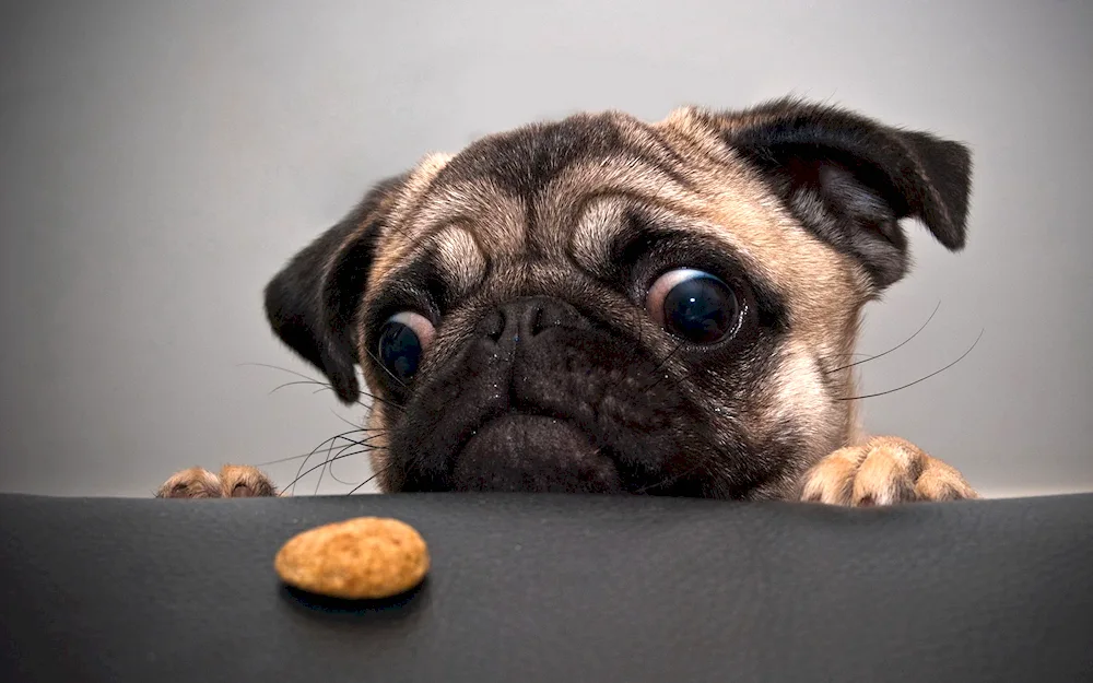 Mops