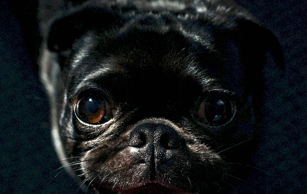 Pug black