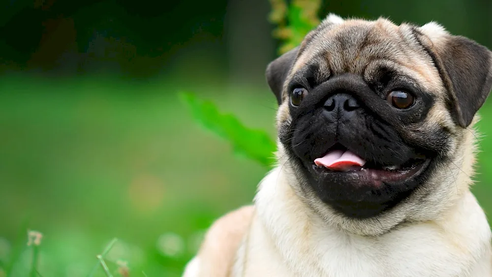 French Pug. Bulldog dog breed