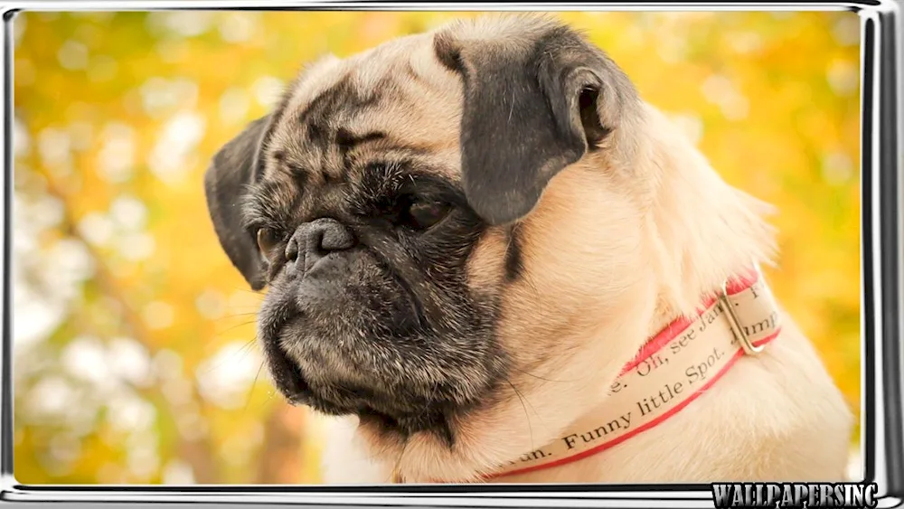 Pug dog breed and Pugs