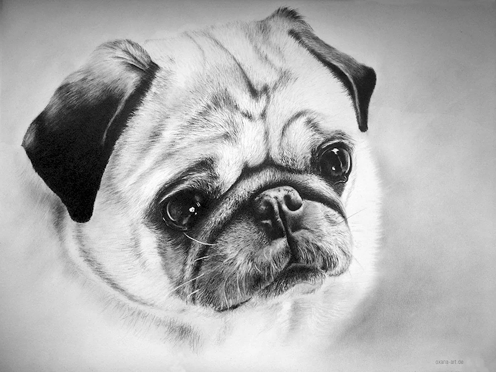 Pug smooth-haired