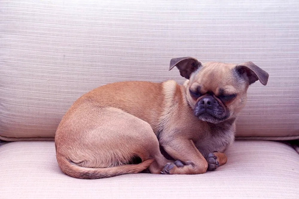 Pug and Chihuahua