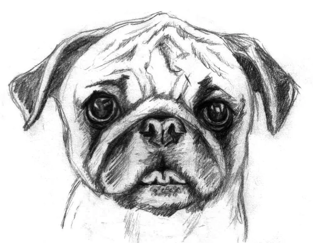 Pug pencil