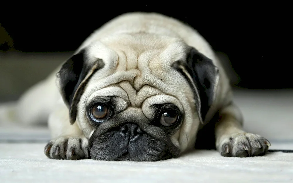 Dog Pug