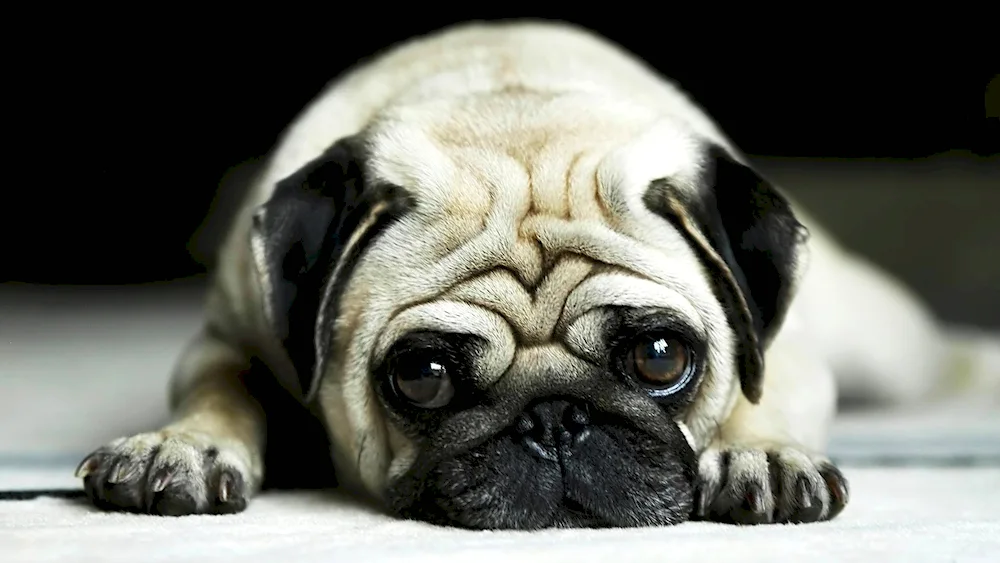 Dog Pug