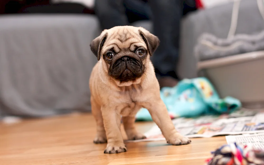 Pug black