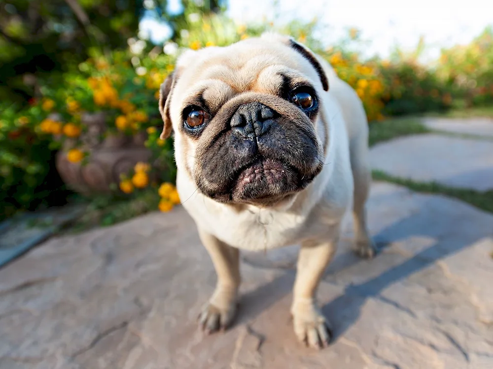 Pug dog breeds