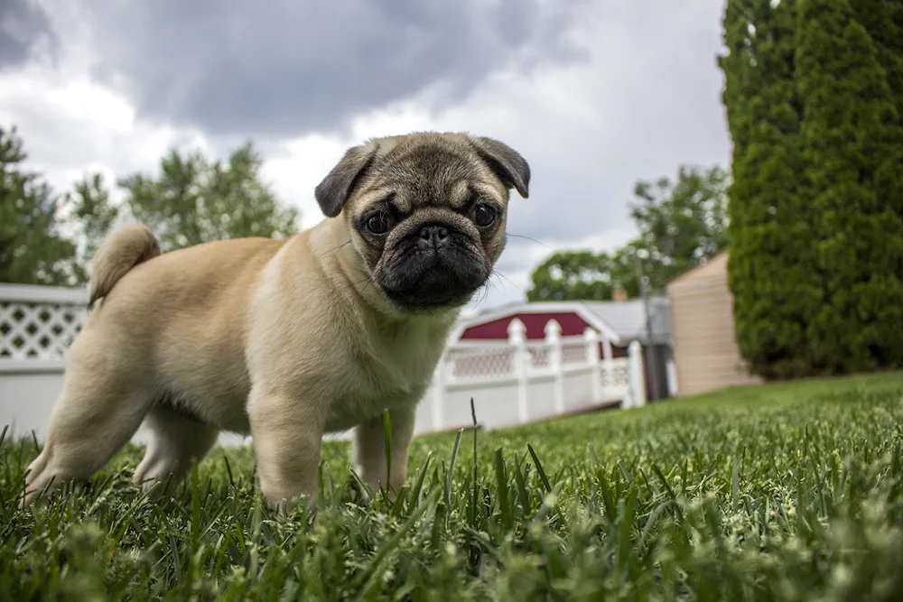 Moose dog breeds