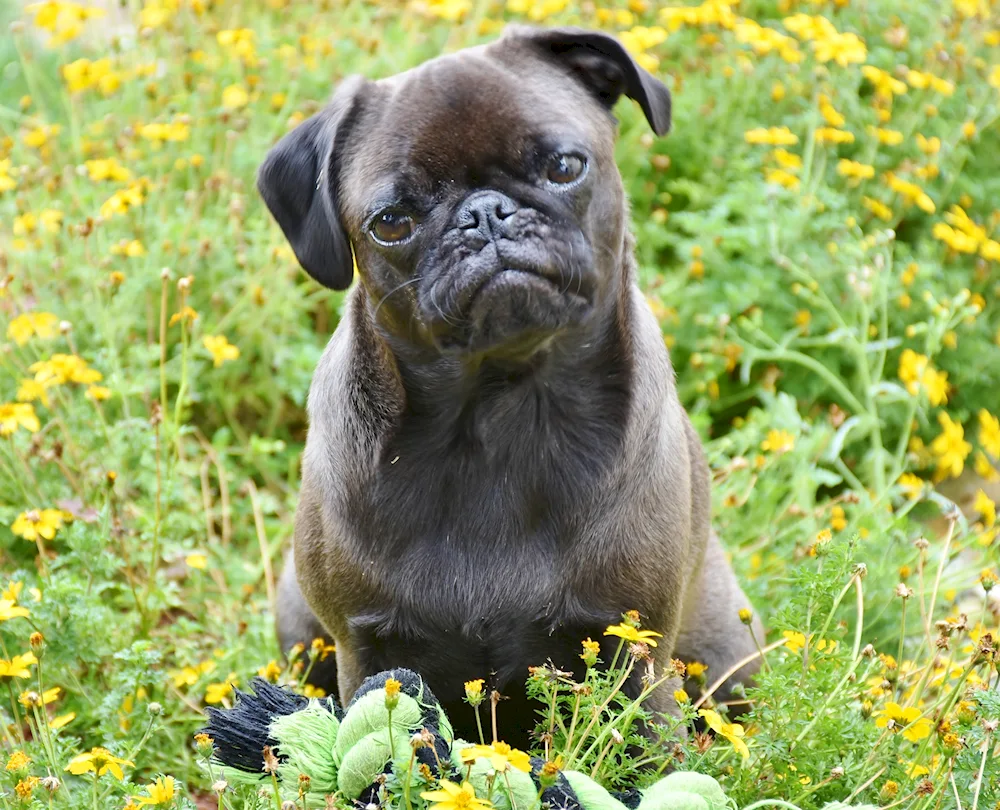 Brown Pug