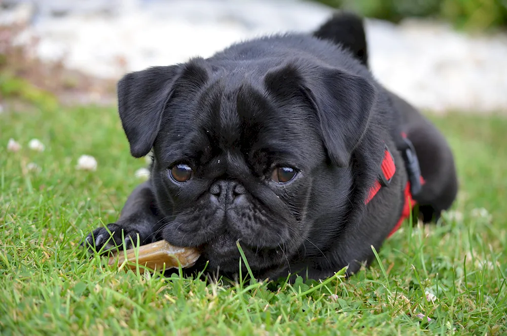 Pug dog breeds