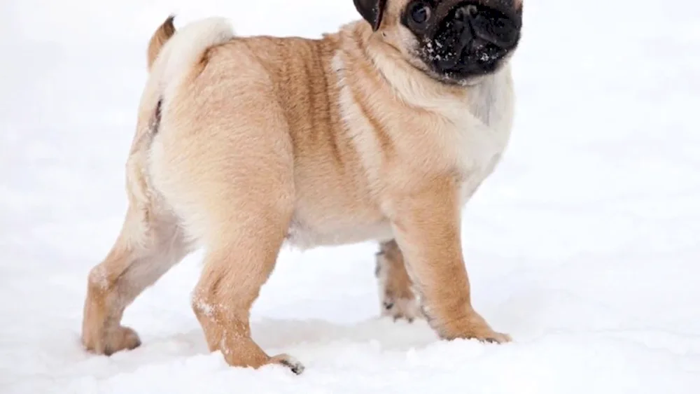 Dwarf Pug