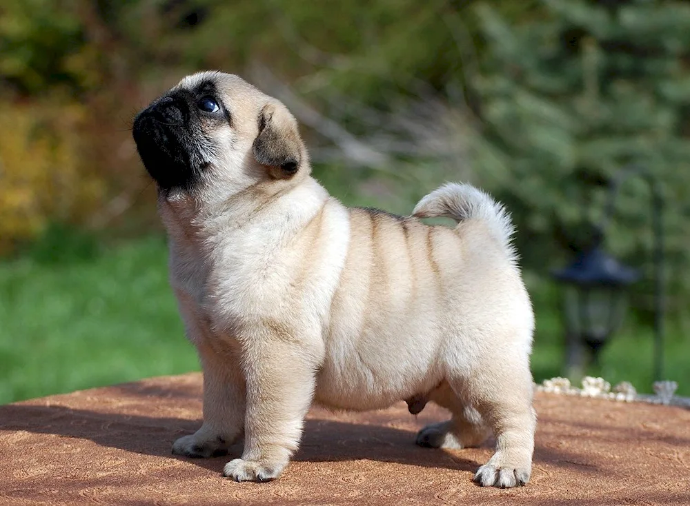 Dwarf Pug black