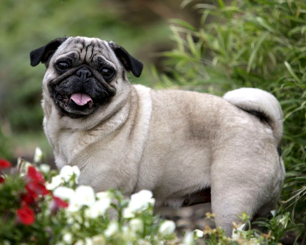 Pug dog breed