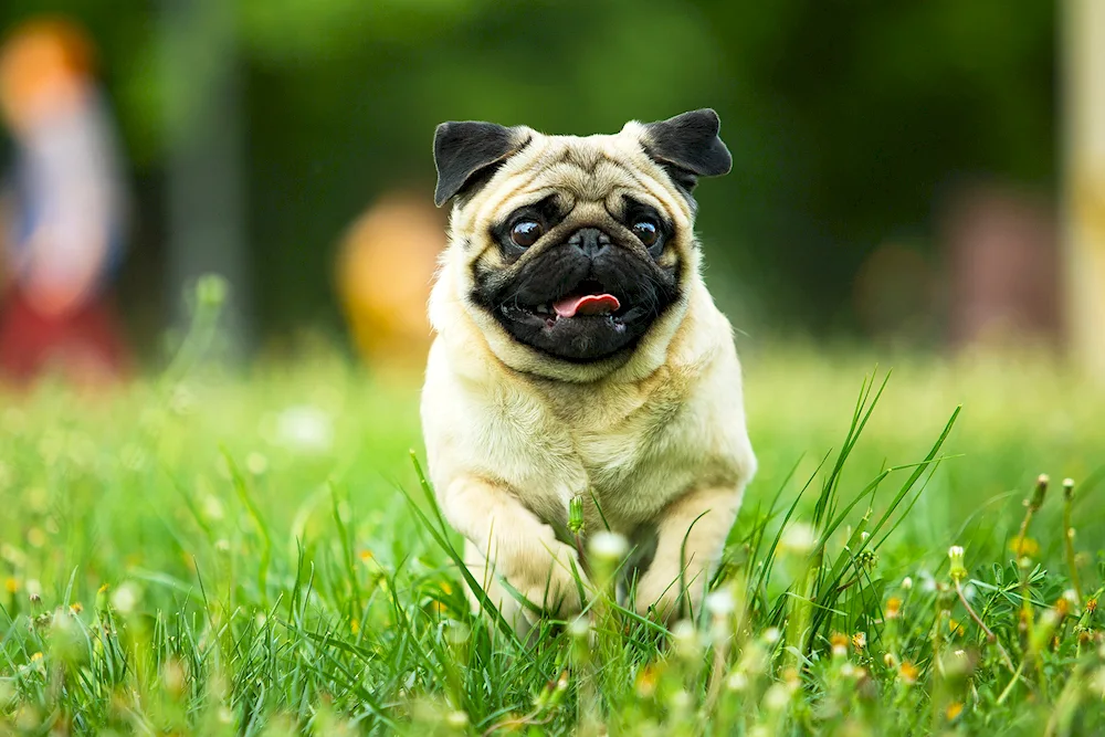 Pug dog breed